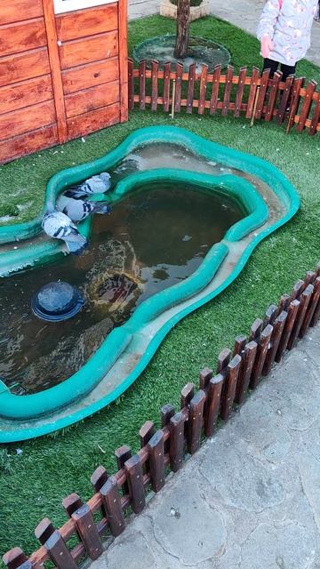 Голуби играют и купаются 🕊 смотреть онлайн