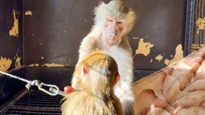 Стоит Люське только подойти к Анфисе, Степка сразу же ВЛЕЗАЕТ МЕЖДУ НИМИ!