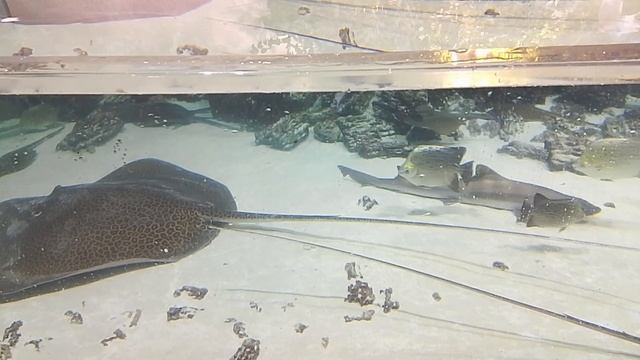 Москвариум Москва ВДНХ ( архив 2025) большое видео смотреть онлайн