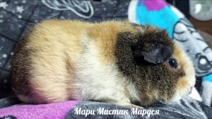 Почему я НЕ рекомендую заводить грызунов маленького возраста для детей? #хомяк_кэмпбелла #свинки