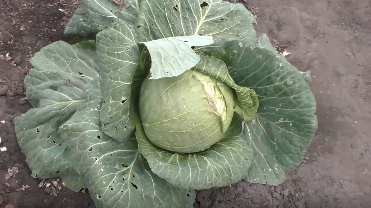 Выращивание белокочанной капусты