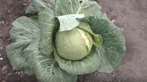 Выращивание белокочанной капусты
