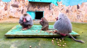 Ореховый рай для ДОМ 3! Шеи Ромео Лоренцо и Джульетте нельзя ТРОГАТЬ! Ну и что, что не ест! ЖЛОБ