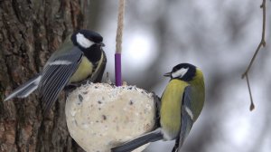 Белки и птицы. Зарисовка