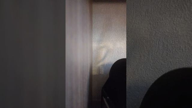 коты смотреть онлайн