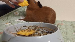 VLOG: ГУЛЯНКА МОРСКОЙ СВИНКИ ОРЕШКА/Как мы с Орешком гуляем☺️/Морская Свинка Орешек