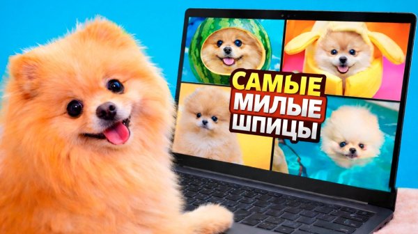 Я посмотрела самые милые видео в интернете! Зачем они это делают со шпицами?