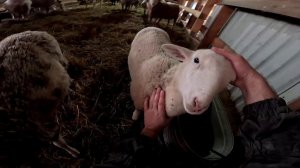 Квадроцикл забирают ! Выпустил страусов ! ХУТОР В ЛЕСУ №903