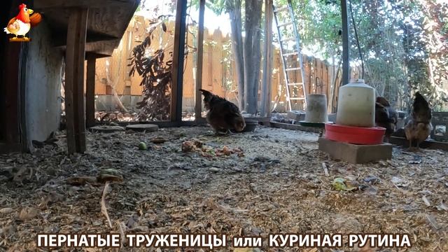 Куриная рутина – что делают куры на выгуле 😂 эпизод (121) смотреть онлайн