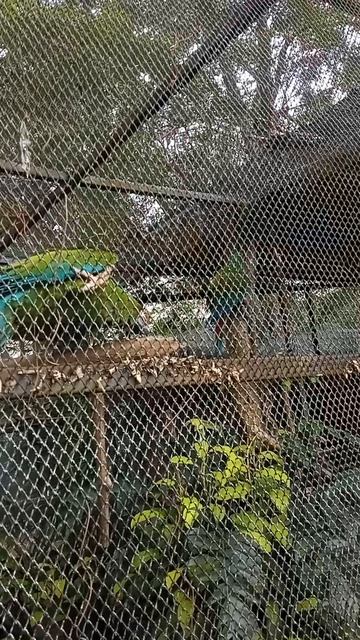 Попугай скопировал смех. Потому что в стае так снимают напряжение Пределы близости. Khao Kheow