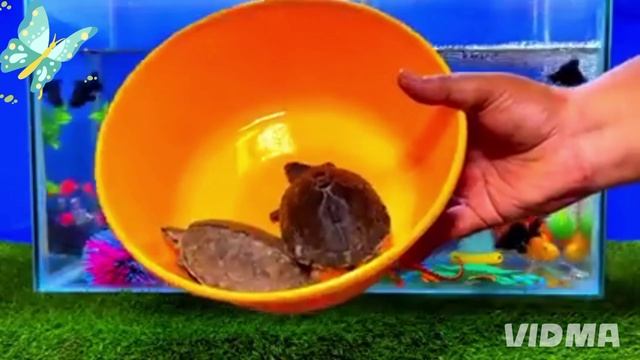 Милые рыбки в аквариуме смотреть онлайн