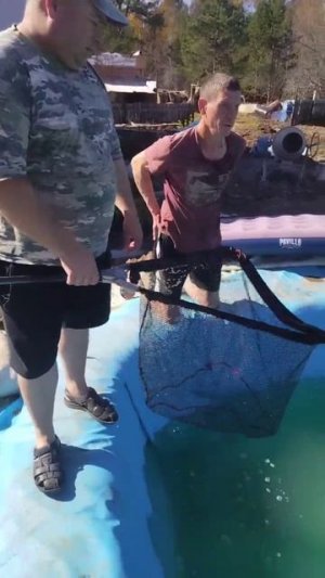 зарыбляем пруд 😉