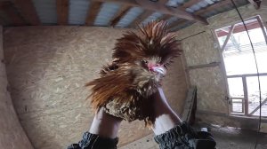 Бобры меня окружили ! ХУТОР В ЛЕСУ №904