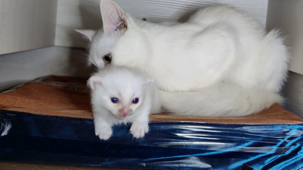 Мама-кошка разговаривает с котенком Микки. Котенок Микки постоянно бегает по комнате.