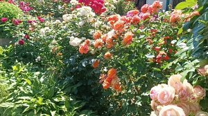 Цветущая роза не кричит о своей красоте — она просто существует, и этого достаточно.