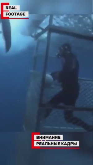 Большая акула ворвалась в клетку с дайверами | Досмотрите до конца