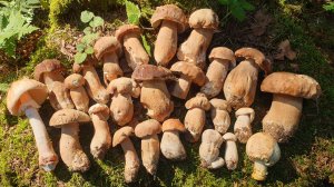 БЕЛЫЕ ГРИБЫ СОЛНЕЧНЫМ УТРОМ !