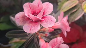 Как растут мои растения зимой при высокой температуре и низкой влажности