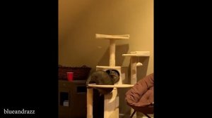 Смешные кошки 2025