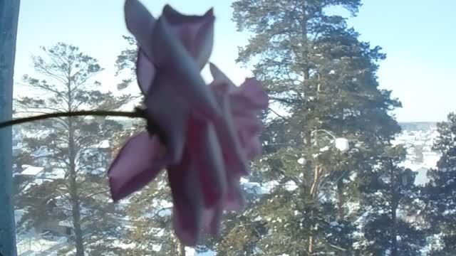 У Татьян сегодня праздник!