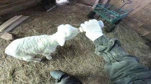 Остался без помощника ! Кормлю его сам ! ХУТОР В ЛЕСУ №901