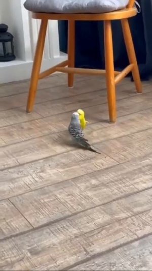 Видео от МЯУтаверс – как метавселенная, но с котами