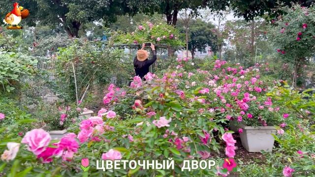 Цветы на участке и во дворе как красиво посадить фото идеи для вдохновения (236) смотреть онлайн