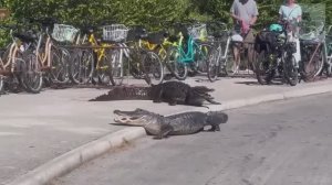 БОРЬБА ЖИВОТНЫХ В ПРИРОДЕ