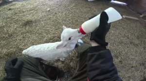 Есть проблема ! Я не понимаю... Новый руль в ниву ! ХУТОР В ЛЕСУ №935