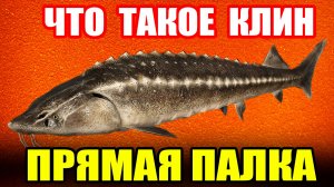 Что такое КЛИН и ПРЯМАЯ ПАЛКА... ● Русская Рыбалка 4 | РР4