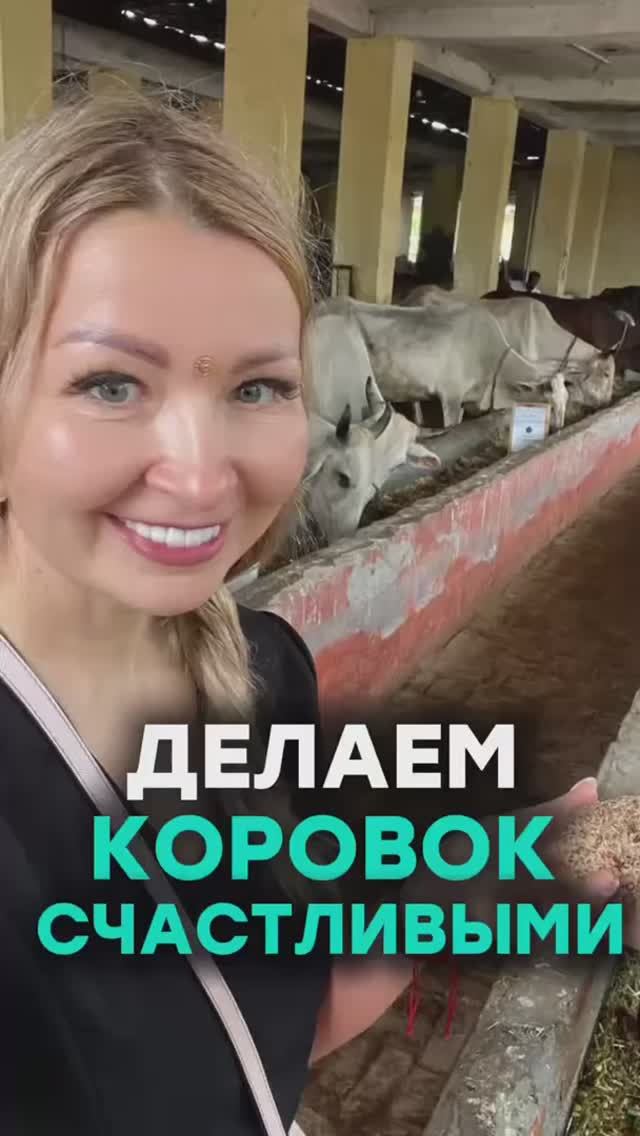 Делаем коровок счастливыми смотреть онлайн