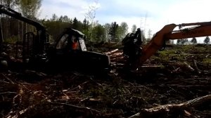 Харвестер на базе экскаватора Hyundai, вытаскивает форвардер Амкодор