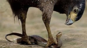 Эта Птица Поедает Телят, Оленя, Волка и Крокодила. Зрелищные Нападения Орлов