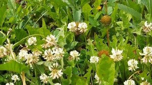 Пчелы на белом клевере