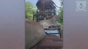 ОПАСНЫЕ МОМЕНТЫ ЖИВОТНЫХ В САФАРИ