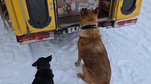 Собачья радость и красочное блюдо