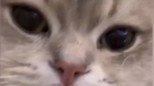 просто играю в яндекс ривалс