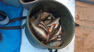 Совхакасия