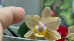 Парфюмерные фабрики и невероятная бабочка