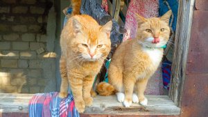 Семья котиков идёт кушать.