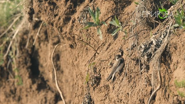 Природа. Ласточка береговушка_5 смотреть онлайн