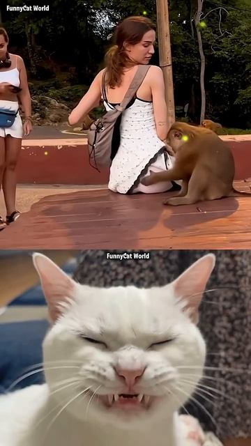 «Каково ваше мнение о поступках этой обезьяны?😂 😱 смотреть онлайн