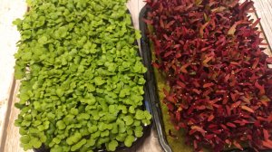 Как надолго сохранить микрозелень свежей?