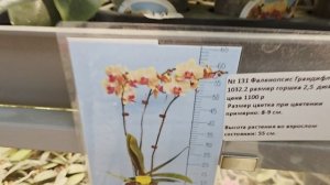 Погуляем по теплице? Покажу что цветёт.