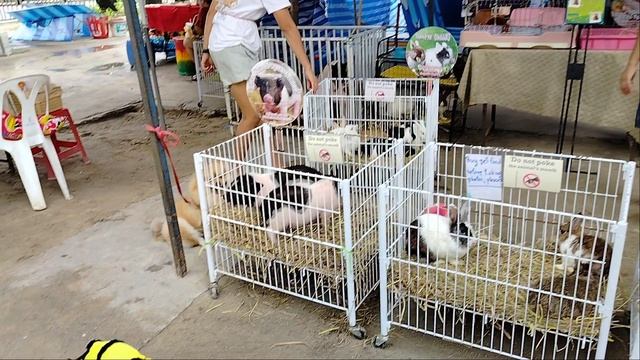 Поросята на рынке) смотреть онлайн