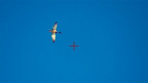 ОТОРВАЛИСЬ ПО УТКАМ !!!