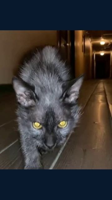 #котолюбы #милыекошки #котизюм #кошкамир #котики