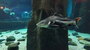 Релакс Москвариум Москва ВДНХ ( архив 2025)