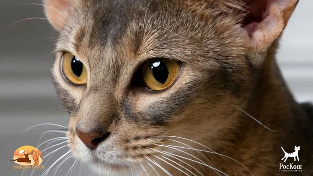 «РосКош» Абиссинская кошка / Абиссинская кошка «РосКош»