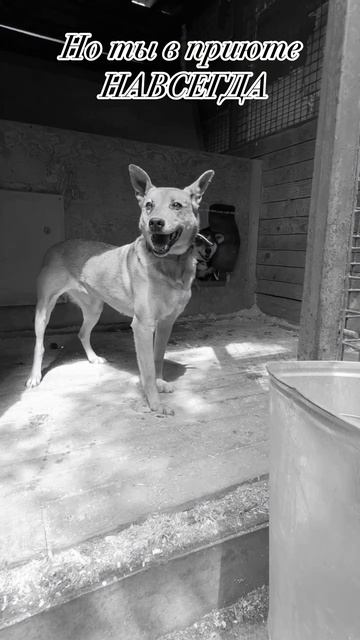 Прощай Дейзи 2